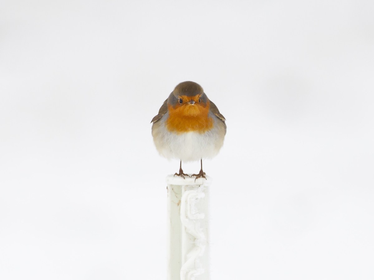 Comunicación Angelical