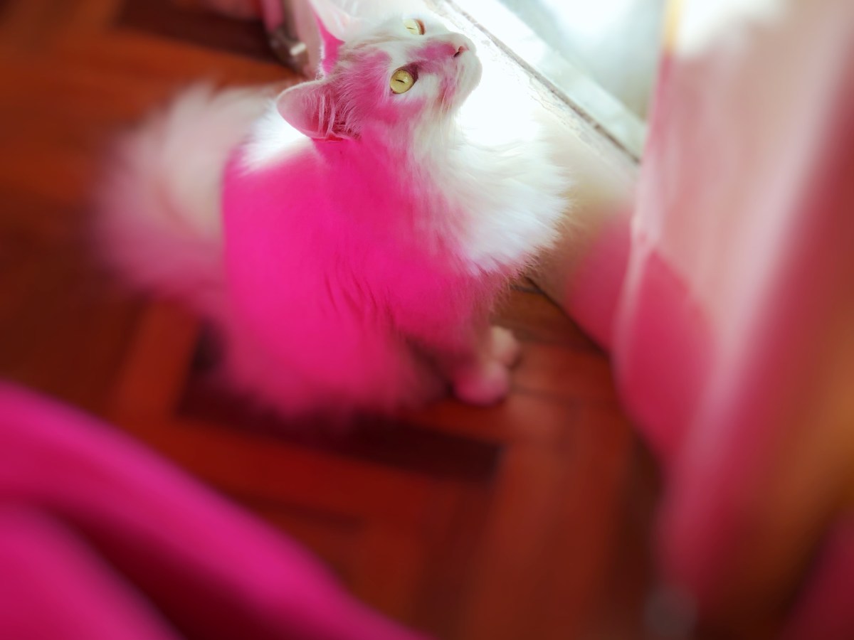 Los gatos en nuestra vida